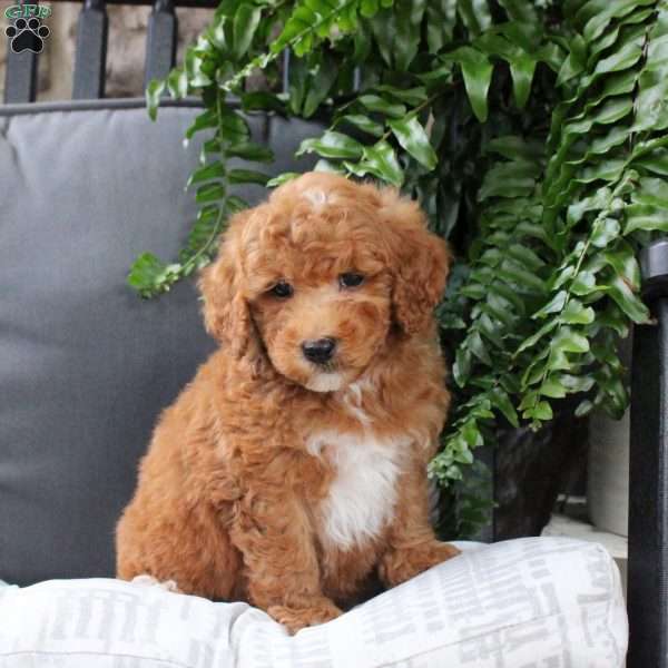 Pete, Bich-Poo Puppy