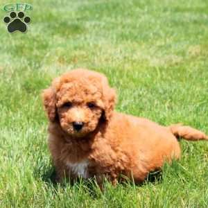 Pete, Bich-Poo Puppy