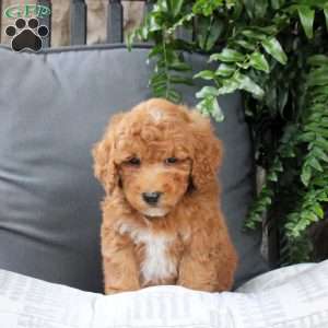 Pete, Bich-Poo Puppy