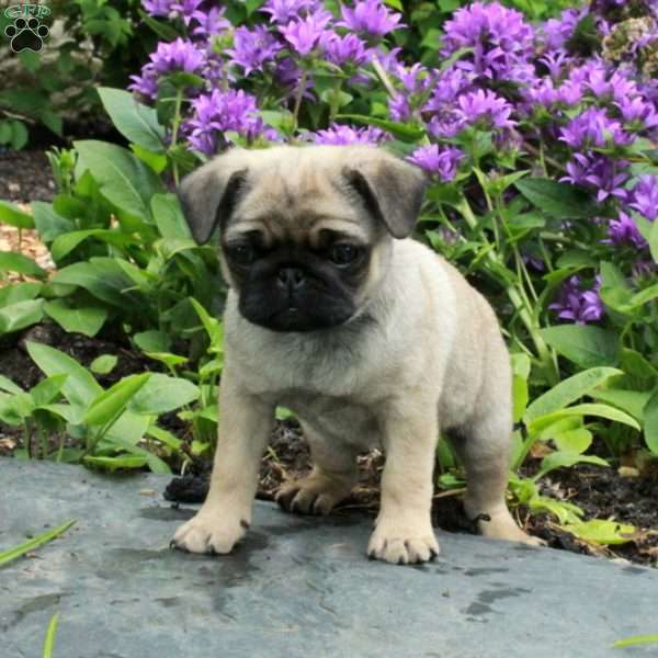 Peter, Pug Puppy