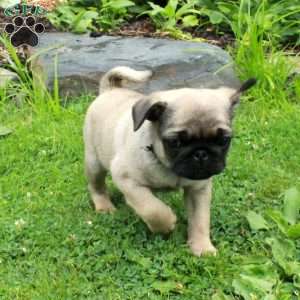 Peter, Pug Puppy