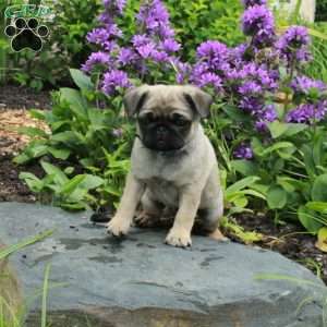 Peter, Pug Puppy
