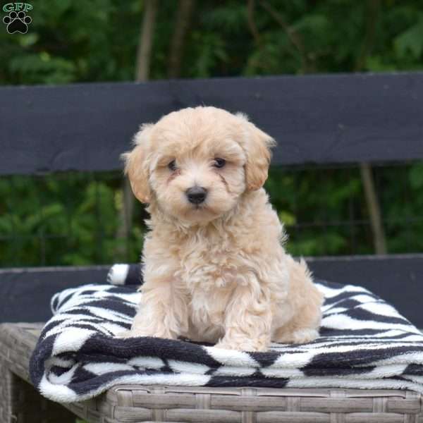 Petey, Maltipoo Puppy
