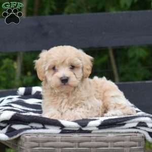 Petey, Maltipoo Puppy