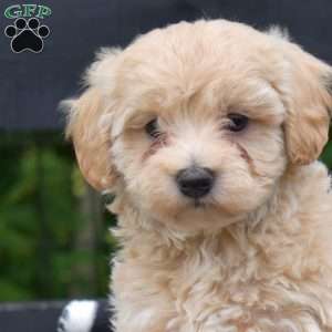 Petey, Maltipoo Puppy
