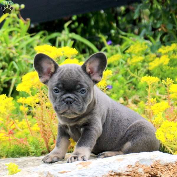 Petunia, French Bulldog Puppy