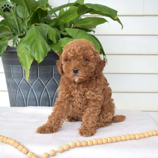 Petunia, Mini Goldendoodle Puppy