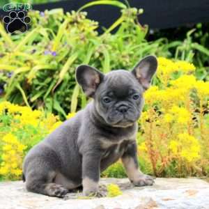 Petunia, French Bulldog Puppy