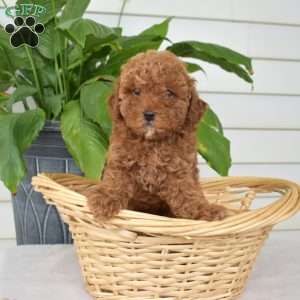 Petunia, Mini Goldendoodle Puppy