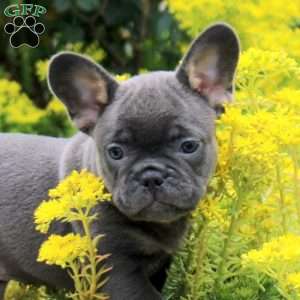 Petunia, French Bulldog Puppy