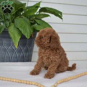 Petunia, Mini Goldendoodle Puppy