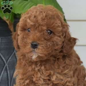 Petunia, Mini Goldendoodle Puppy