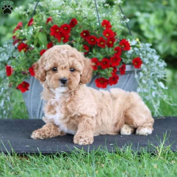 Petunia, Miniature Poodle Puppy