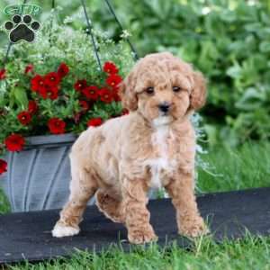 Petunia, Miniature Poodle Puppy