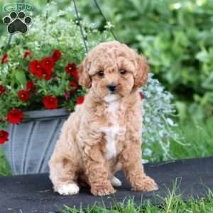 Petunia, Miniature Poodle Puppy