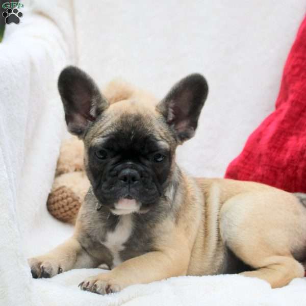 Phineas, French Bulldog Puppy