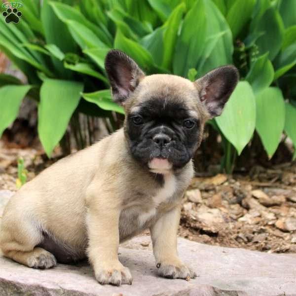 Phineas, French Bulldog Puppy