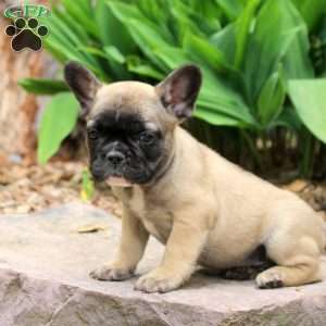 Phineas, French Bulldog Puppy
