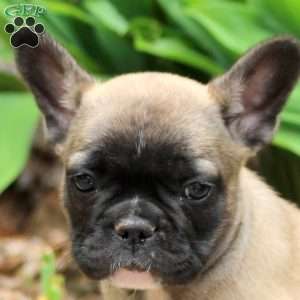 Phineas, French Bulldog Puppy