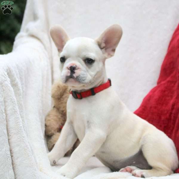 Phoebe, French Bulldog Puppy