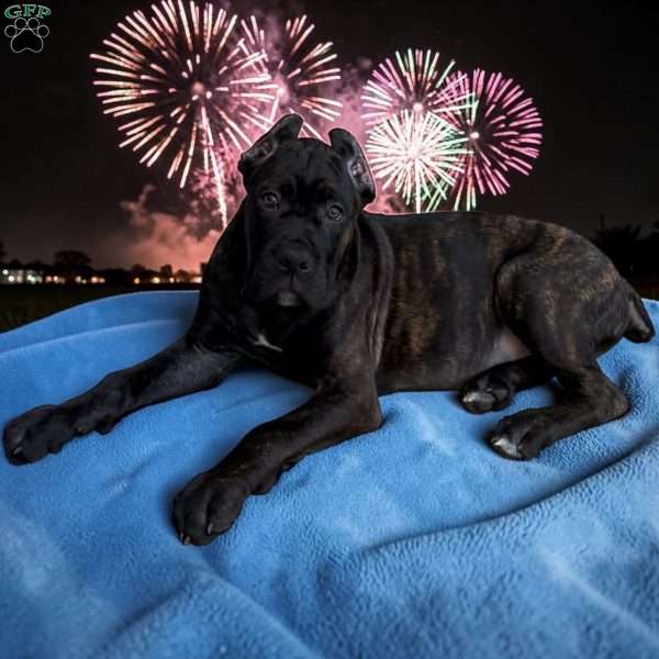 Blue, Cane Corso Puppy