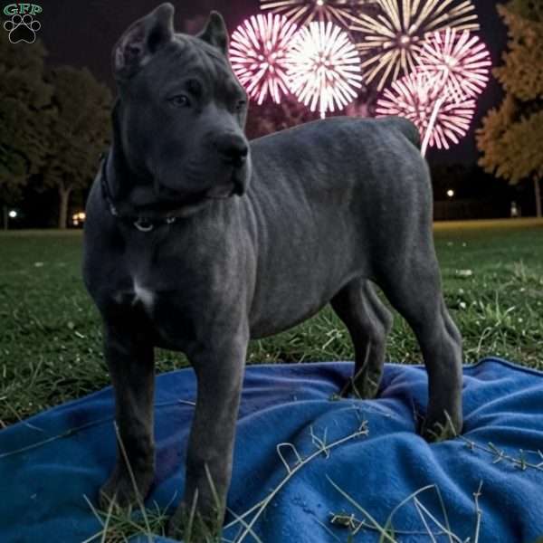 Black, Cane Corso Puppy