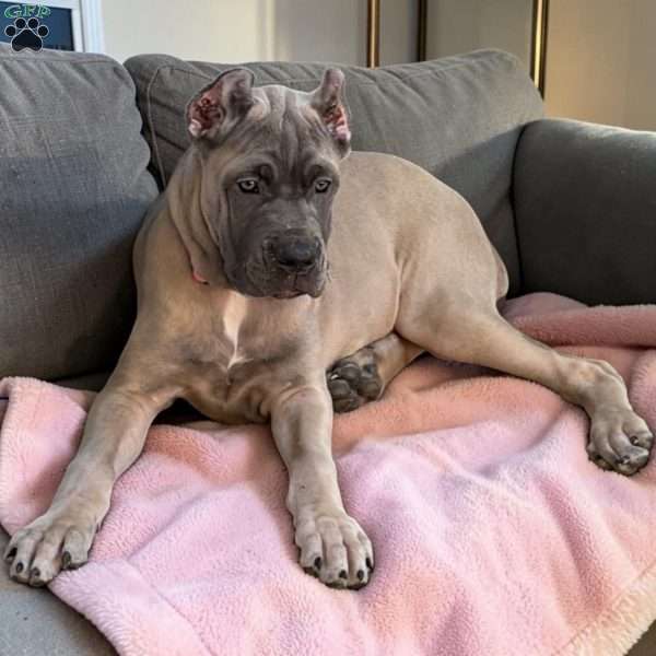 Pink, Cane Corso Puppy