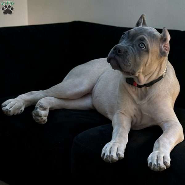 Yellow, Cane Corso Puppy