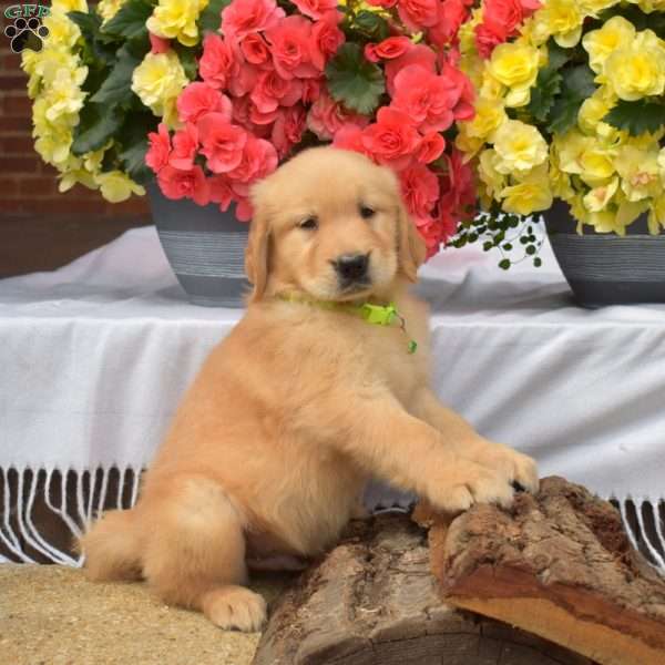 Pickles, Golden Retriever Puppy