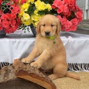 Pickles, Golden Retriever Puppy