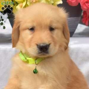 Pickles, Golden Retriever Puppy