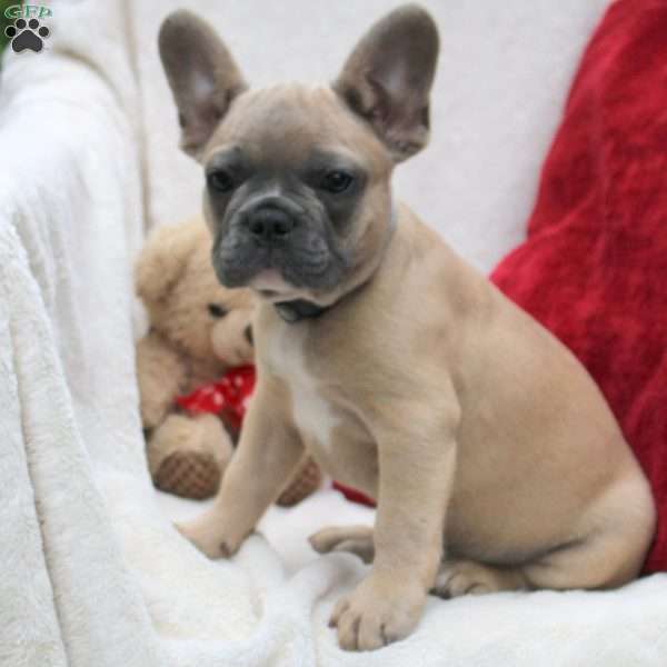 Pierce, French Bulldog Puppy