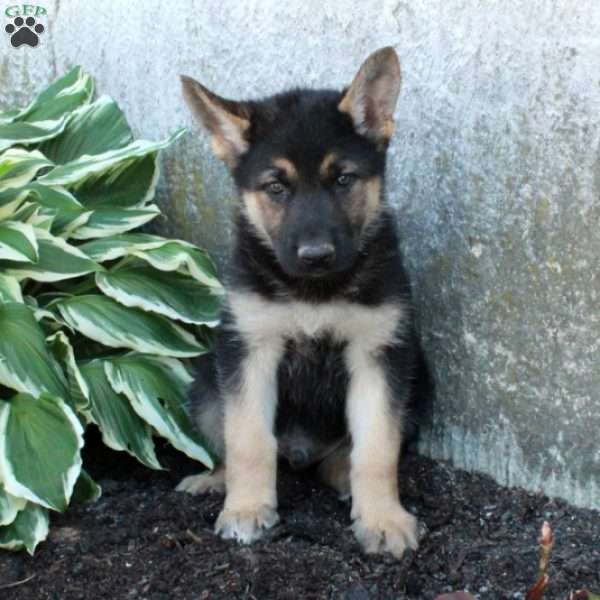 Pierce, German Shepherd Puppy