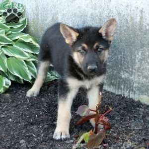 Pierce, German Shepherd Puppy