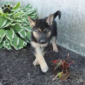 Pierce, German Shepherd Puppy