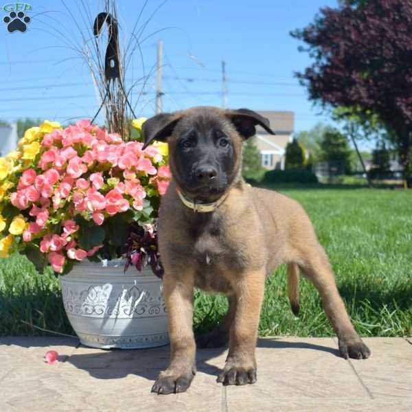 Pioneer, Belgian Malinois Mix Puppy