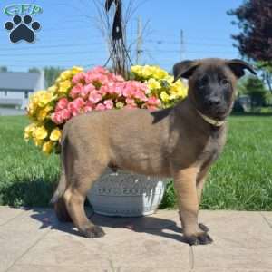 Pioneer, Belgian Malinois Mix Puppy