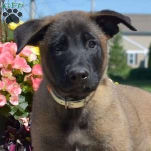 Pioneer, Belgian Malinois Mix Puppy