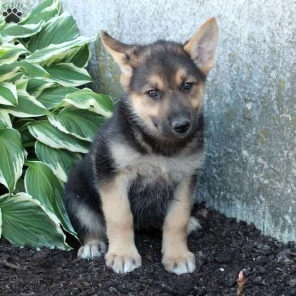 Piper, German Shepherd Puppy