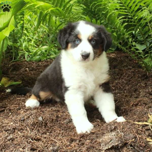 Piper, Australian Shepherd Puppy