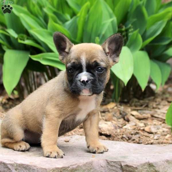 Piper, French Bulldog Puppy