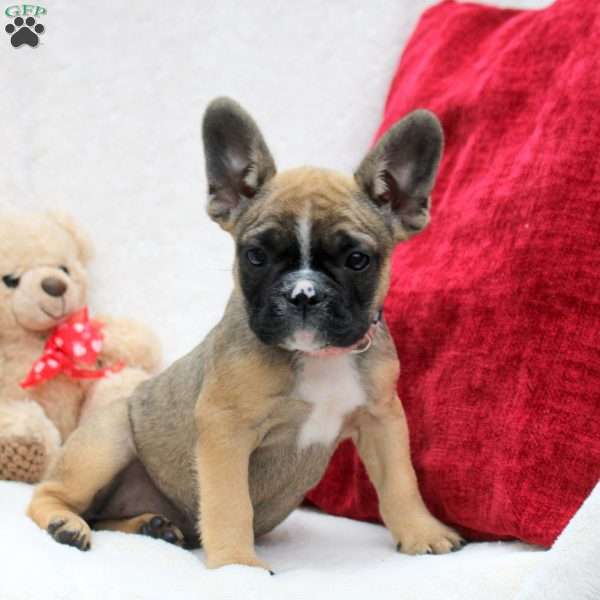 Piper, French Bulldog Puppy