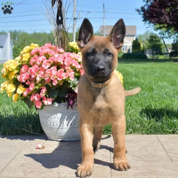 Piper, Belgian Malinois Mix Puppy