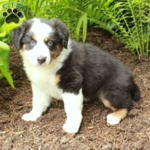 Piper, Australian Shepherd Puppy
