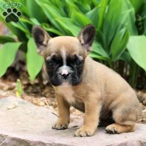 Piper, French Bulldog Puppy