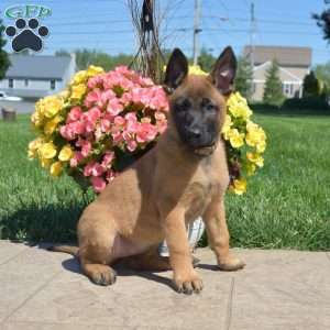 Piper, Belgian Malinois Mix Puppy