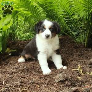 Piper, Australian Shepherd Puppy
