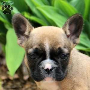 Piper, French Bulldog Puppy