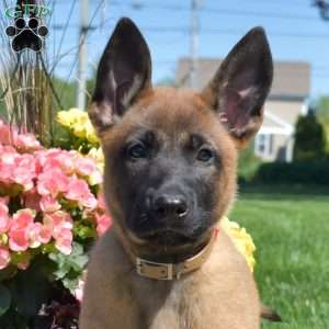 Piper, Belgian Malinois Mix Puppy