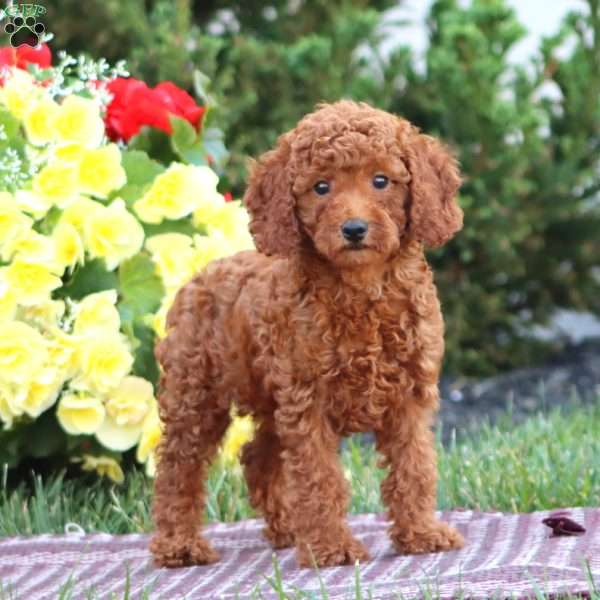 Piper, Miniature Poodle Puppy